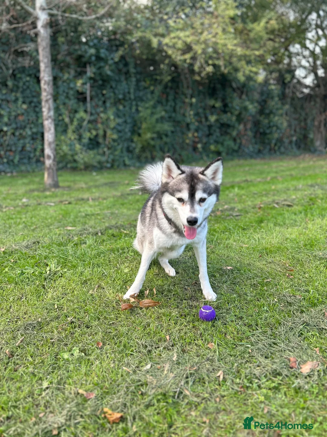 Pomsky dogs for stud: ✨ Handsome F2 Pomsky Stud Available ✨ - Advert 16