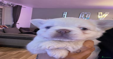 French Bulldog dogs Pink Teddy bear Frenchie !  - Advert 1