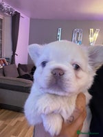 French Bulldog dogs Pink Teddy bear Frenchie ! - Advert 3