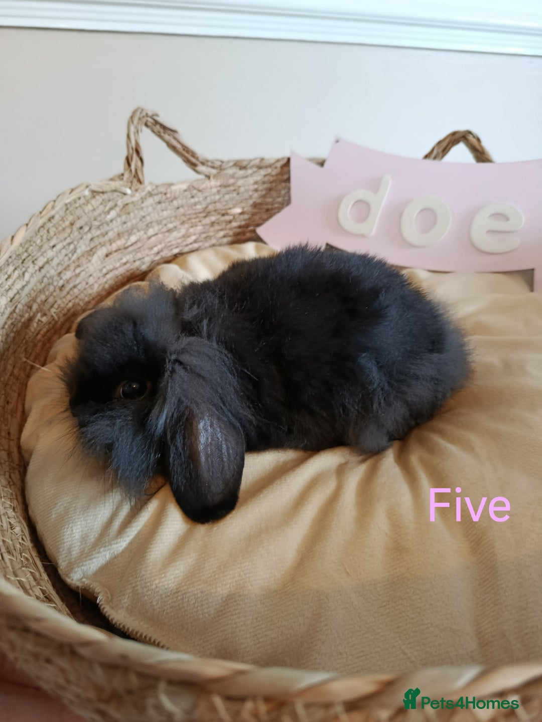 Mini Lop rabbits for sale: Fantastic mini lop babies forsale  - Image 17
