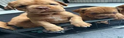 Dogue De Bordeaux dogs for sale: Bordeaux Babies - Advert 4