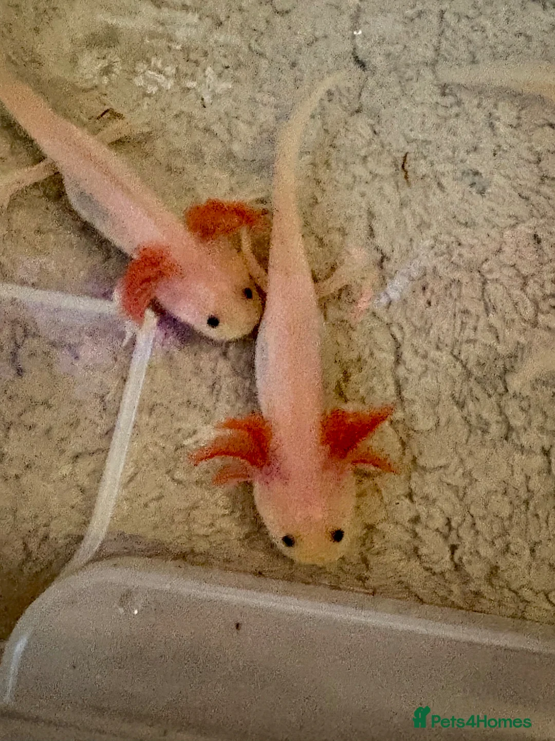 Axolotl reptiles for sale: Young axolotls for sale in Redhill - Advert 2