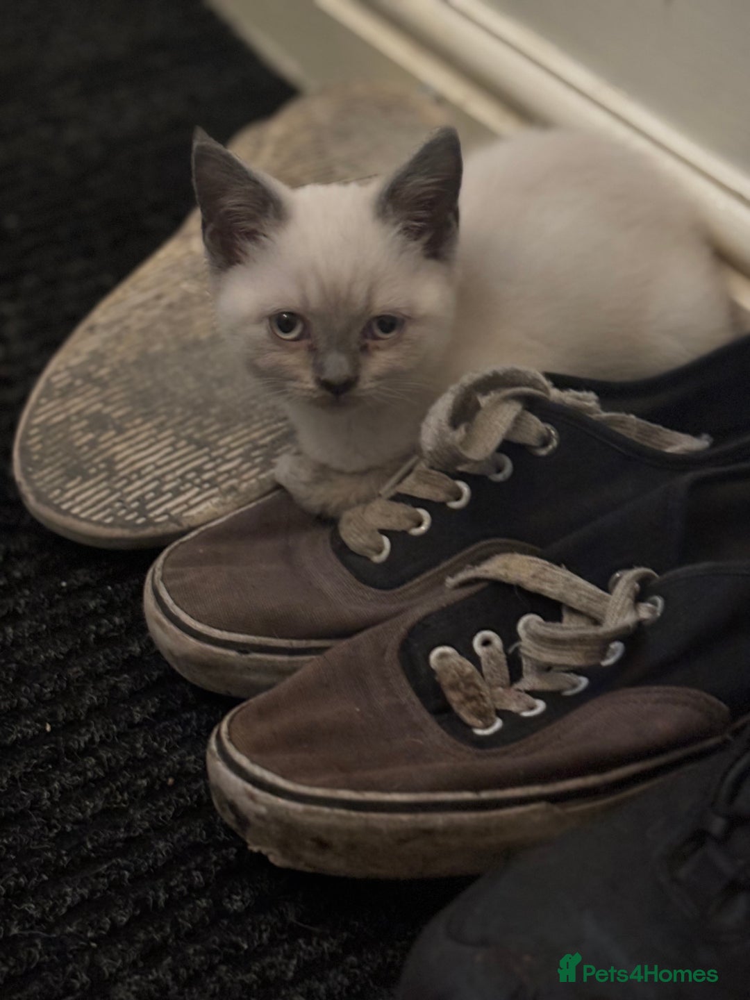 British Shorthair cats for sale: Adorable kittens READY NOW in Wakefield - Image 14