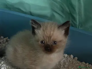 Mixed Breed cats British shorthair x Ready this week - Advert 6