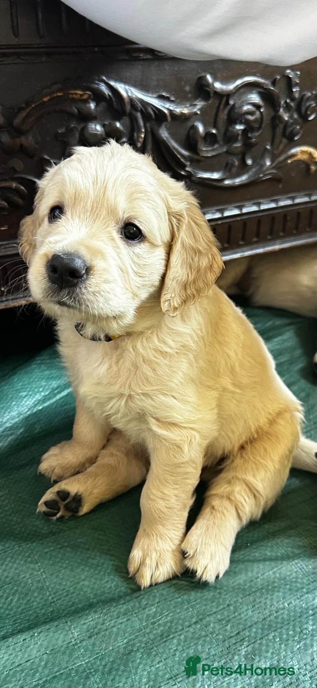 Golden Retriever dogs for sale: Adorable Golden Retriever Puppies - Image 4