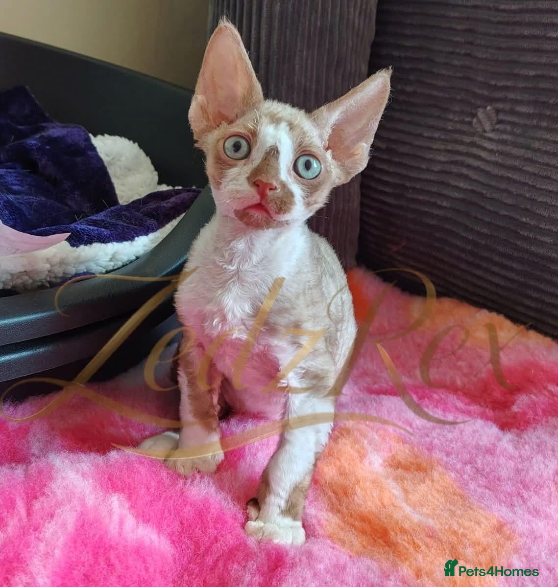 Devon Rex cats Beautiful Devon Rex Kitten - Advert 3
