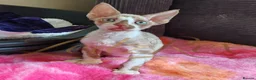 Devon Rex cats for sale: Beautiful Devon Rex Kitten - Advert 1