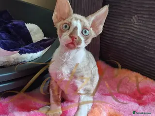 Devon Rex cats Beautiful Devon Rex Kitten - Advert 2