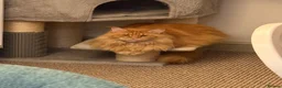 Maine Coon cats for sale: Mother & Son Pedigree Maine Coon Cats - Advert 6