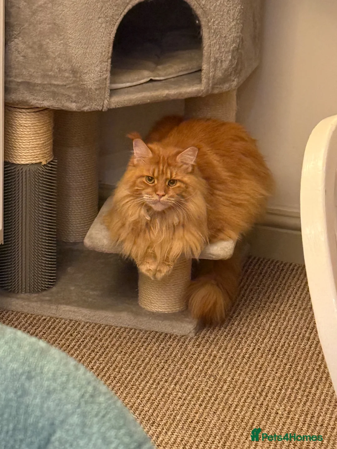 Maine Coon cats for sale: Mother & Son Pedigree Maine Coon Cats - Advert 6