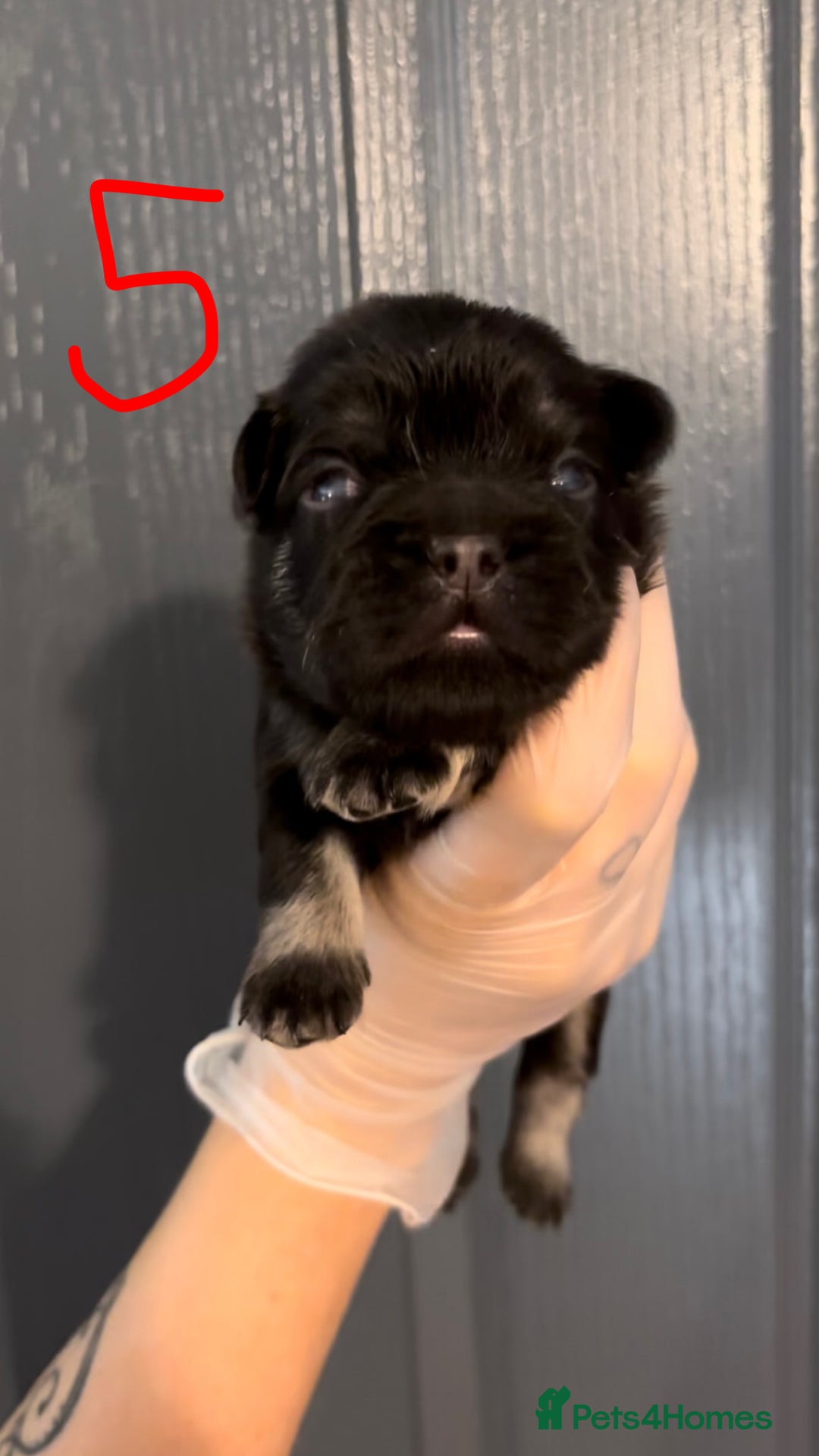 French Bulldog dogs for sale: Pink testable **s 🩷💙🍫🍪🔥 - Image 6