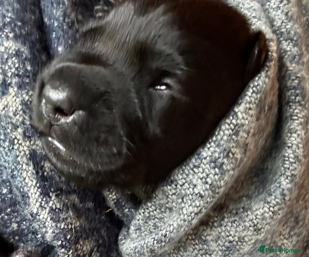 Labrador Retriever dogs for sale: Labrador Puppies  - Advert 18