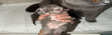 Scottish Fold Kitten 2