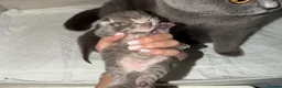 Scottish Fold cats for sale: 3 Gorgeous Tiger-Striped Scottish Fold Kittens - Advert 1
