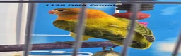 Lovebirds birds for sale: All Female Lovebird Age 4 to 6 Months - Advert 8
