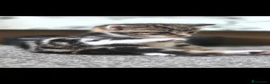 Mixed Breed 1
