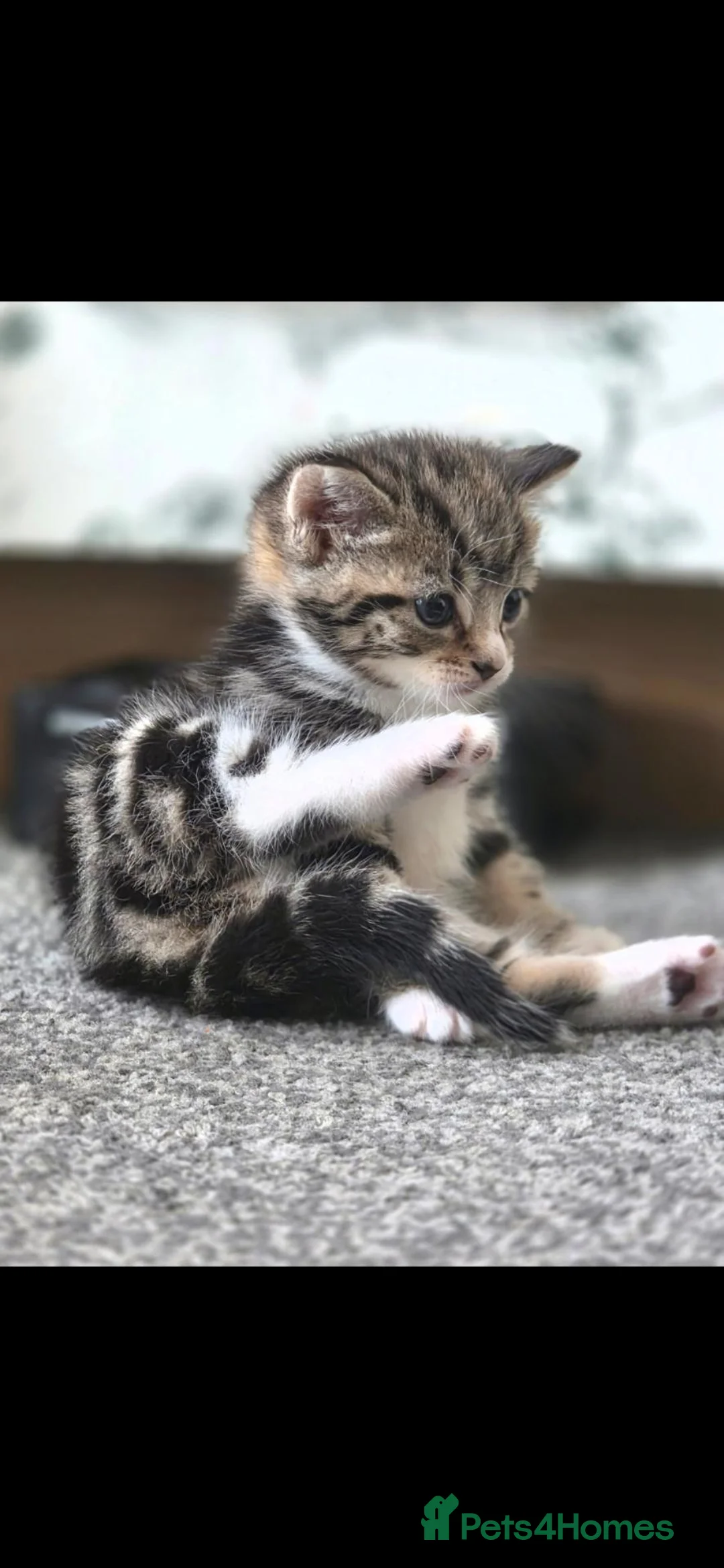 Mixed Breed cats for sale: Fluffy Tabby kittens - Advert 2