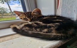 Mixed Breed cats for sale: Kittens For Sale  - Image 4