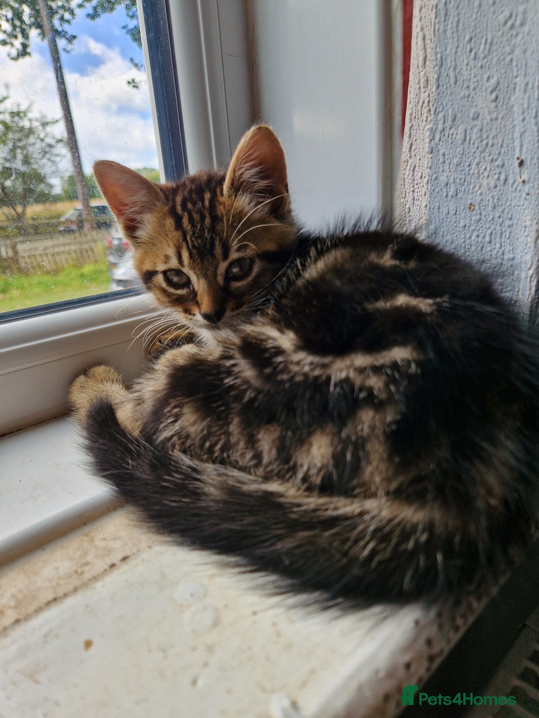 Mixed Breed cats for sale: Kittens For Sale  - Image 4