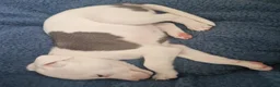 Whippet dogs for sale: Heart and DNA tested Blue Parti Whippet Puppies. - Advert 11