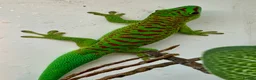 Gecko reptiles for sale: Hi Red Giant Day Geckos - Advert 6