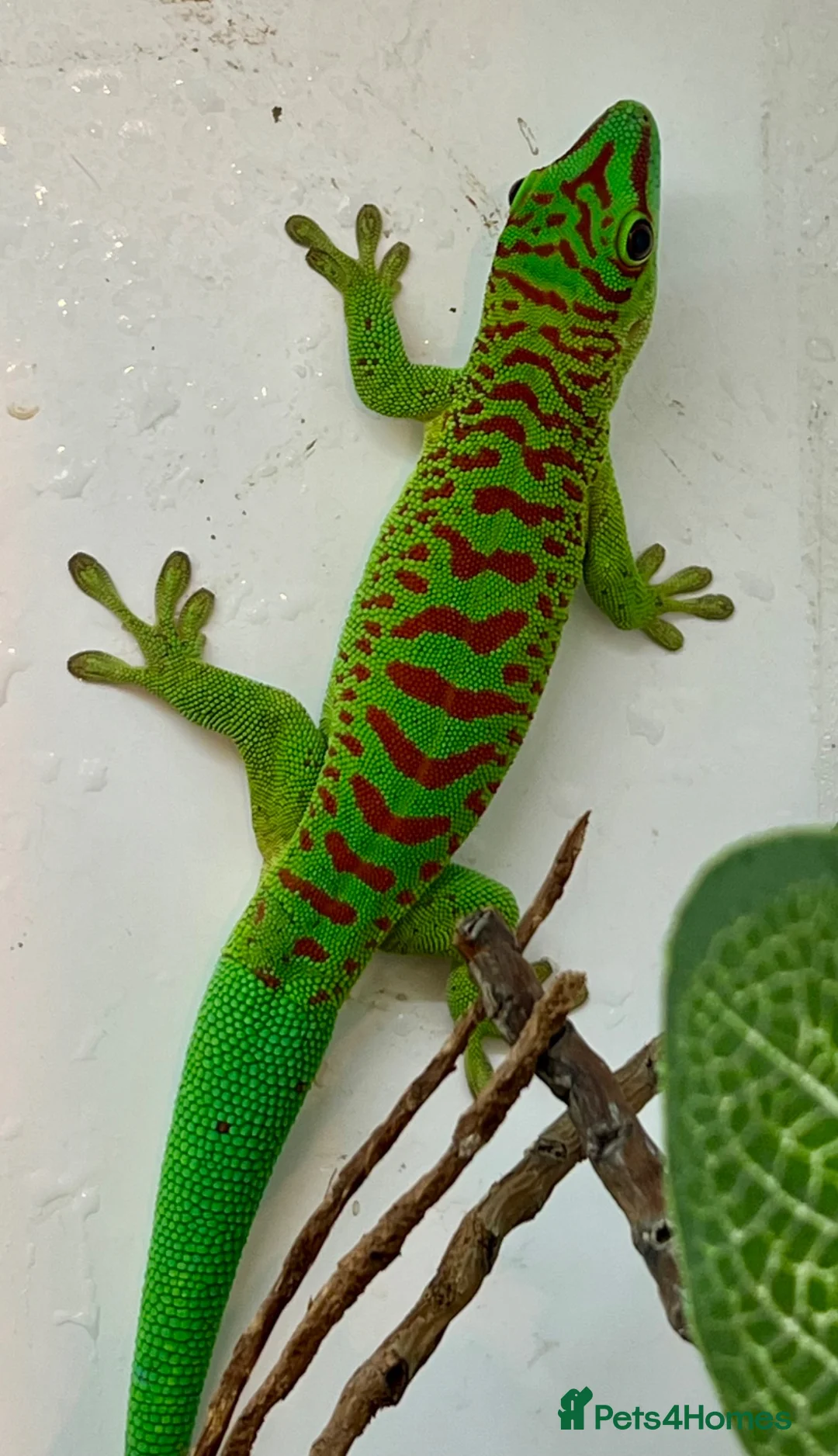 Gecko reptiles for sale: Hi Red Giant Day Geckos - Advert 6