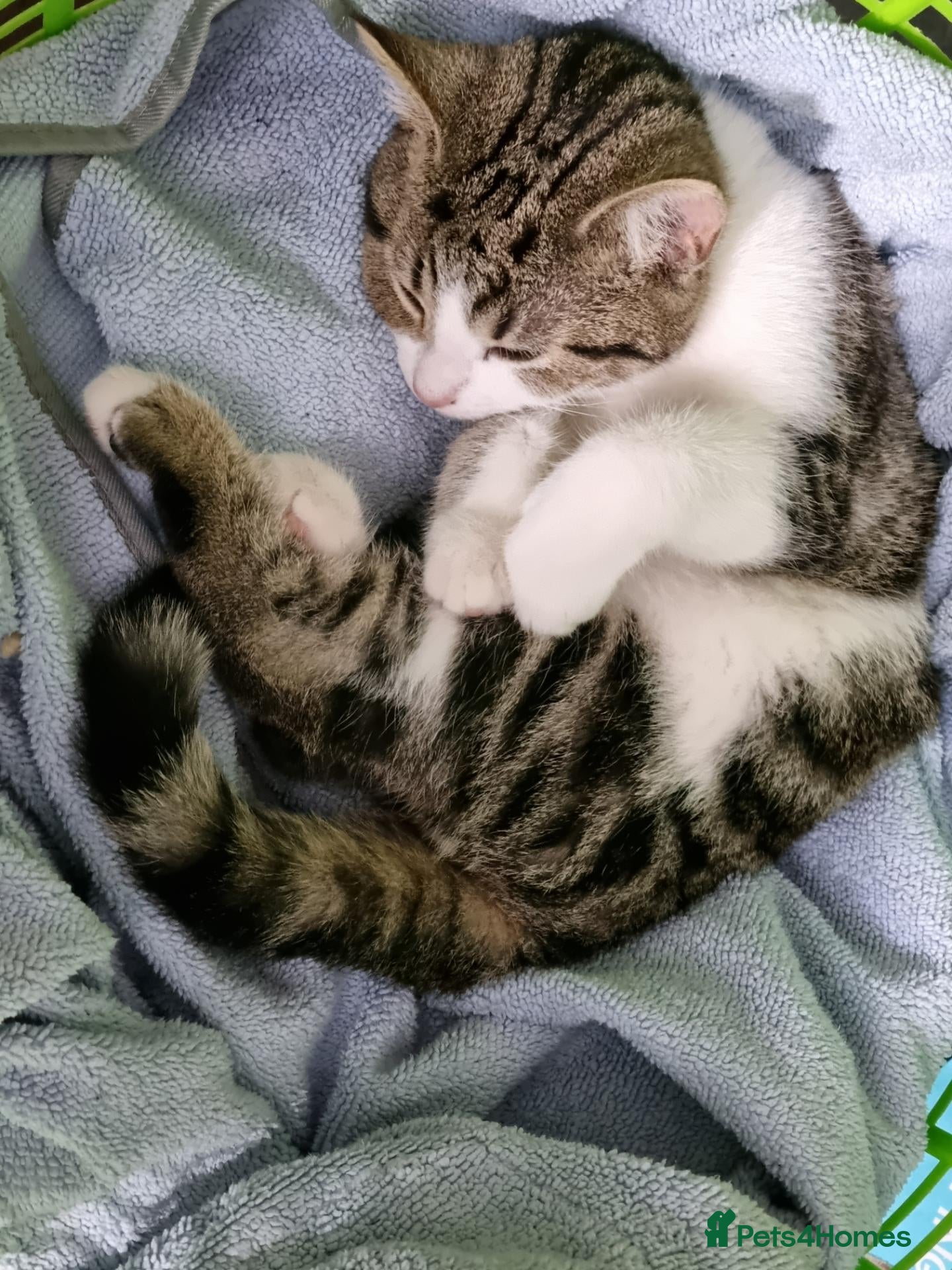 Mixed Breed cats for sale: Marble ,  - Advert 6