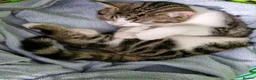 Mixed Breed cats for sale: Marble ,  - Advert 1