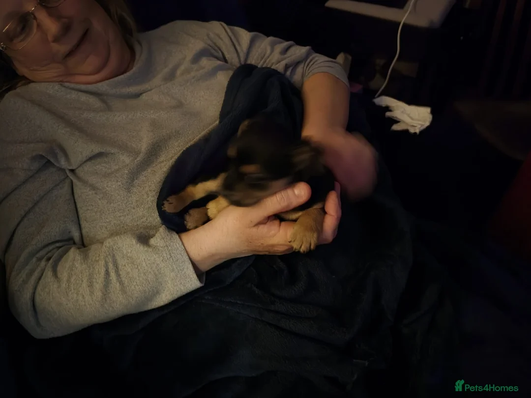 Jack Russell dogs for sale: Jack russle puppies  - Advert 19