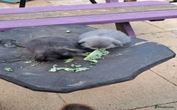 Mini Lop rabbits for sale: Cashmere mini lops ready now  - Image 4