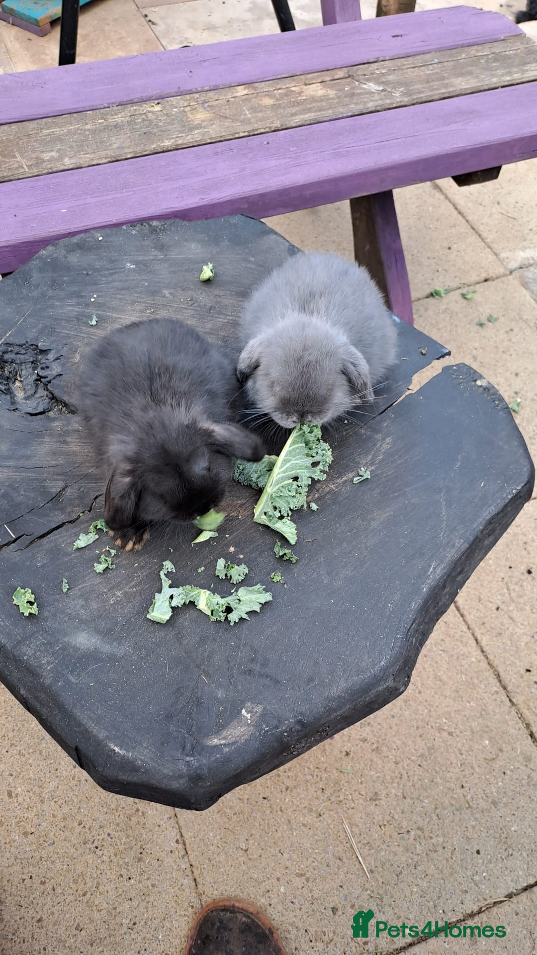Mini Lop rabbits for sale: Cashmere mini lops ready now  - Image 4