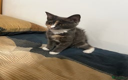 Mixed Breed cats for sale: 1-month-old mixed bread kittens in Oldham - Image 1