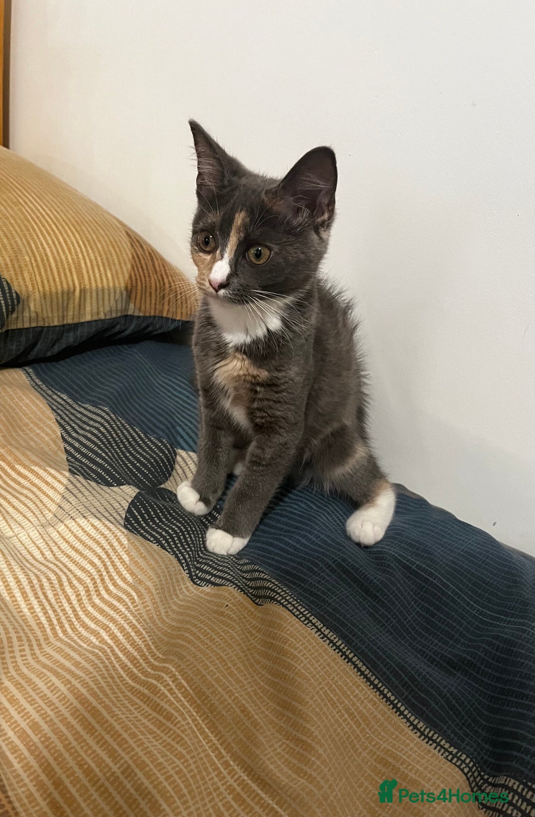 Mixed Breed cats for sale: 1-month-old mixed bread kittens in Oldham - Image 1