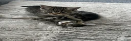 Mixed Breed cats for sale: Kittens for sale🐈‍⬛🐈❤️ - Advert 4