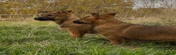 German Shepherd dogs for sale: Beautiful German shepherd x Belgian shepherd pups - Advert 10