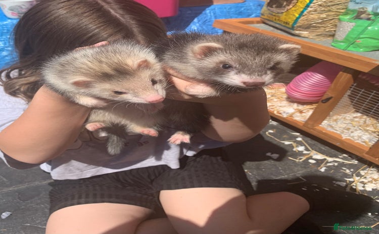 Ferret rodents - Advert 1