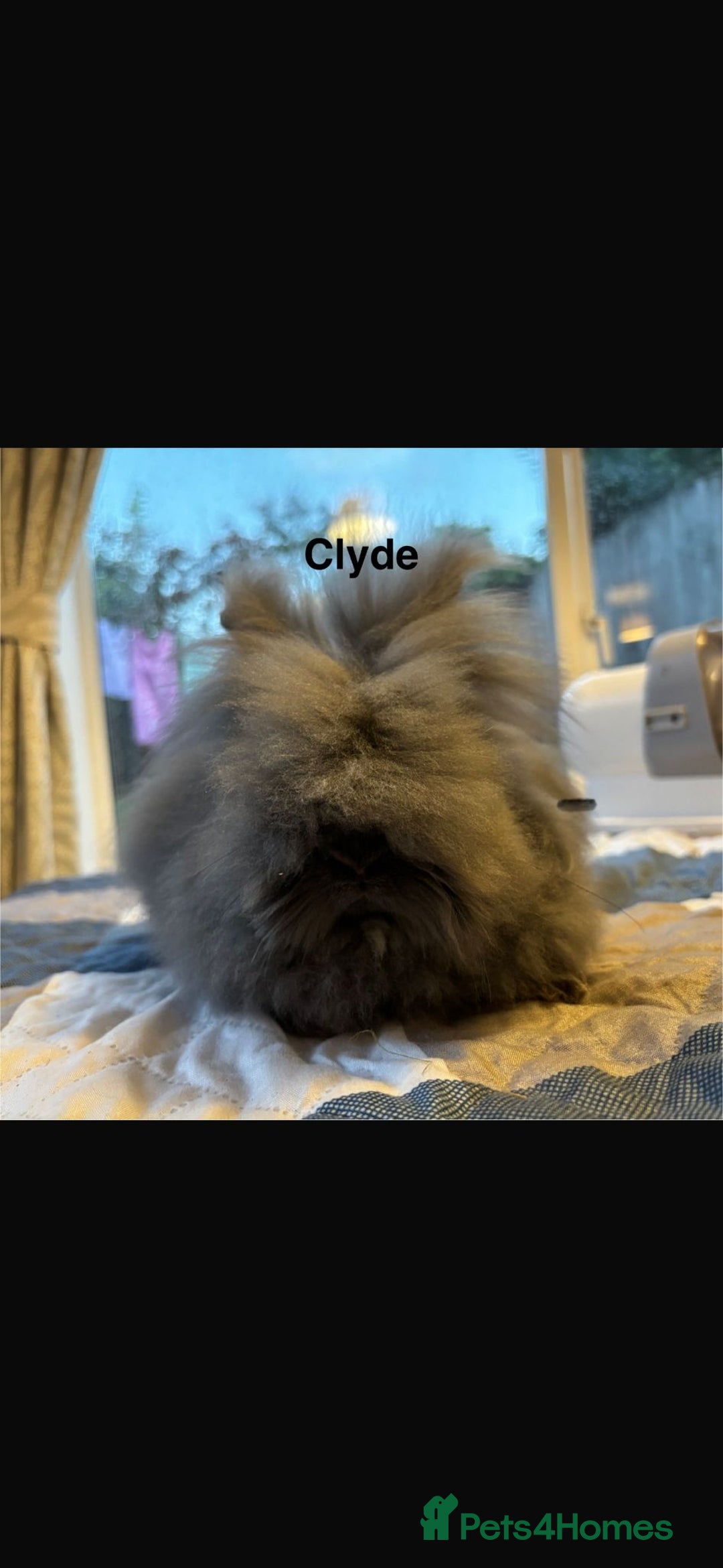 Mixed Breed rabbits for sale: Rescue Bunnies for Adoption  - Image 3