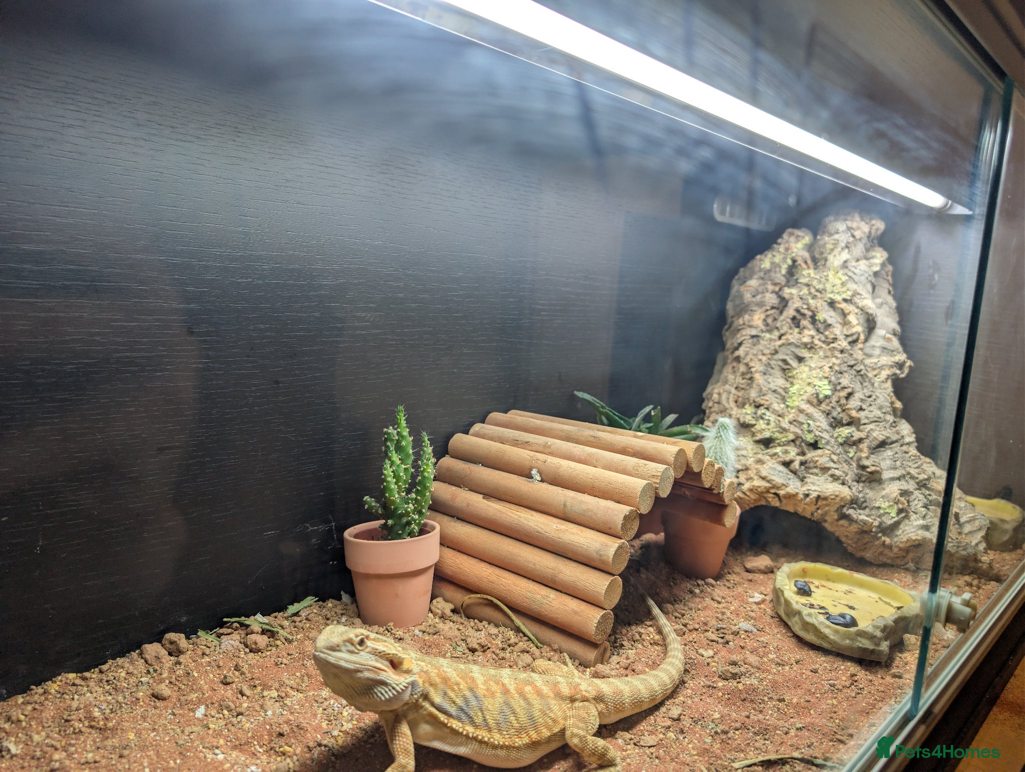 Bearded Dragon reptiles Bandit bearded dragon looking for a new home - Advert 1