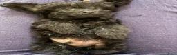 Jackapoo dogs for sale: 14 Week Old Jackapoo Puppy – Loving Home Wanted in Sevenoaks - Advert 12