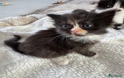 Ragdoll cats for sale: Half ragdoll kittens  - Image 1