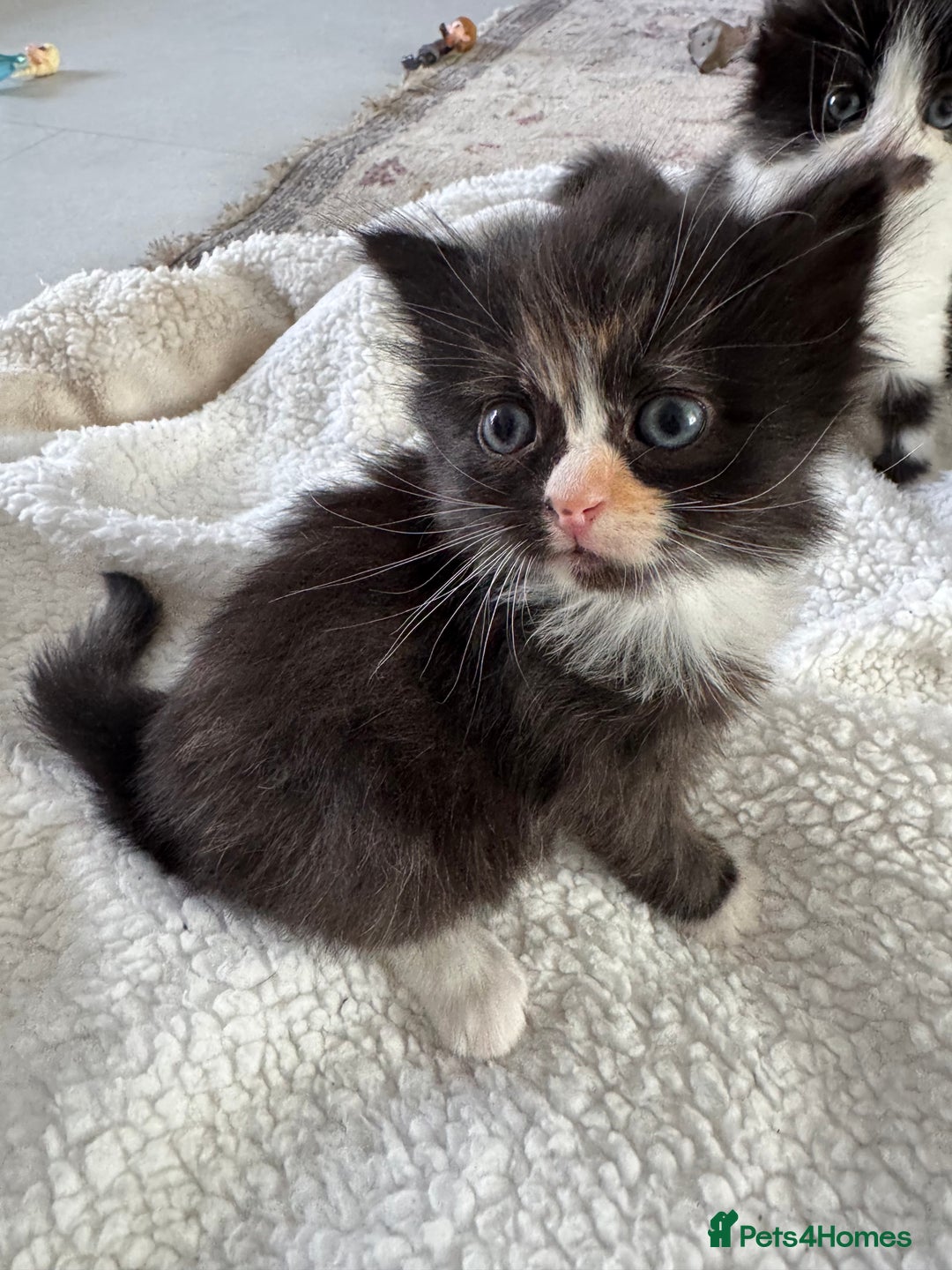 Ragdoll cats for sale: Half ragdoll kittens  - Image 1
