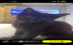 Maine Coon cats for sale: Our beautiful Enzo - Image 4