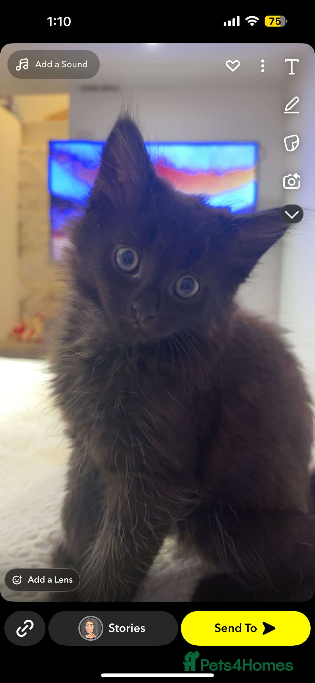 Maine Coon cats for sale: Our beautiful Enzo - Image 4