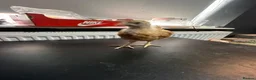 Chickens poultry for sale: Multi coloured mixed breed hybrid chicks  - Advert 29