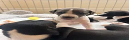 Whippet dogs for sale: Pedigree (KC registered) Whippet Puppies in Aylesbury - Advert 3