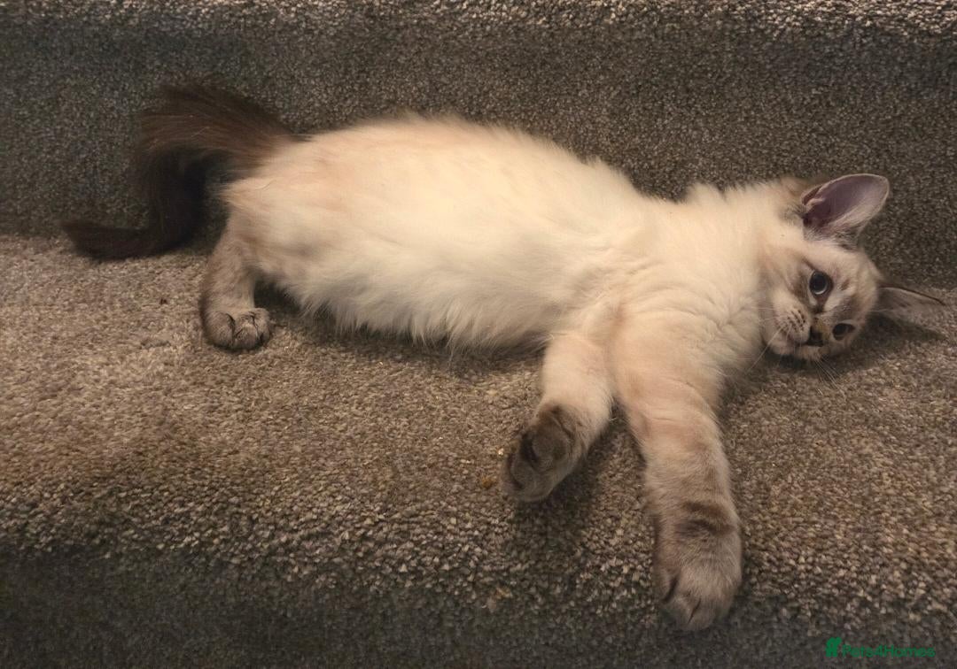 Ragdoll cats for sale: GCCF Ragdoll Kittens - Ready Now (Pet or Active) - Advert 2