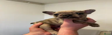 French Bulldog Puppy 1