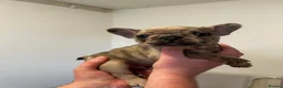 French Bulldog dogs for sale: French Bulldog puppies  - Advert 8