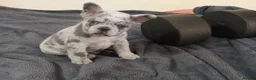 French Bulldog dogs for sale: reduced  French Bulldog puppies  - Advert 3