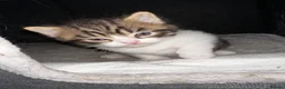 Mixed Breed cats for sale: Absolutely gorgeous BSH x bengal cross kittens - Advert 21